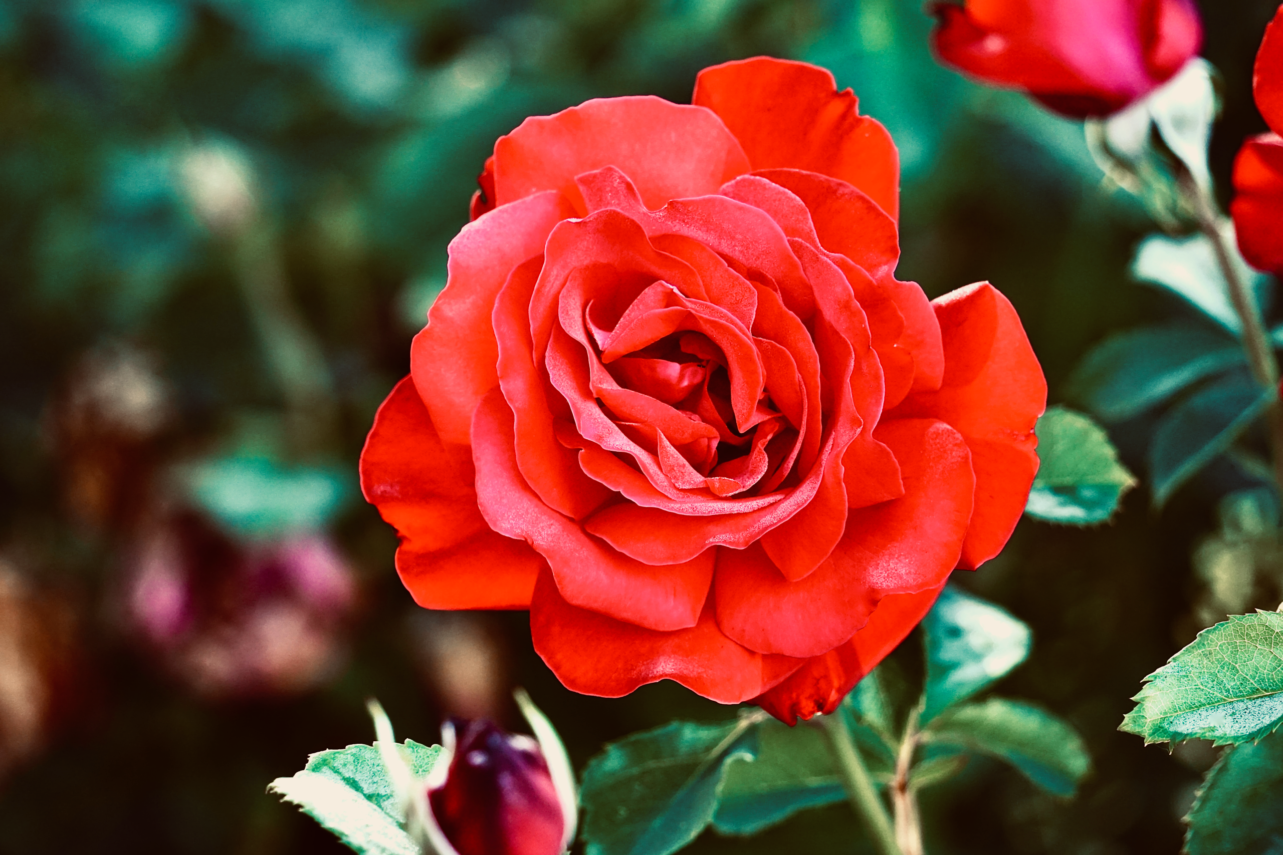 Close-up of a vibrant red rose with lush petals, perfect for floral themes.